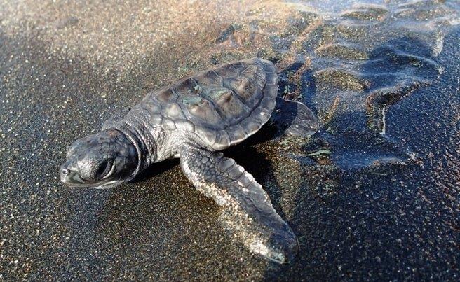 The West Australian newspaper: Wildlife Interests Put At Risk …By&nbsp;Us