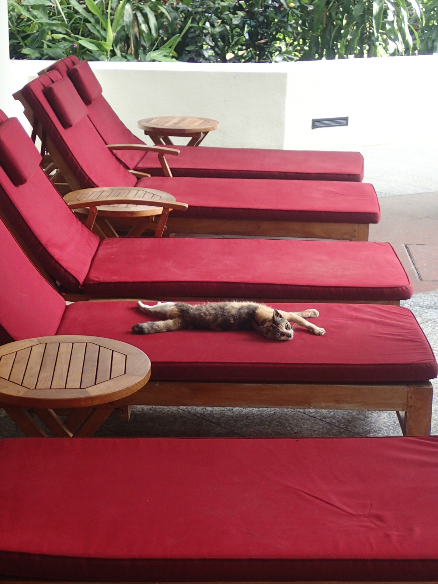 OLYMPUS DIGITAL CAMERA