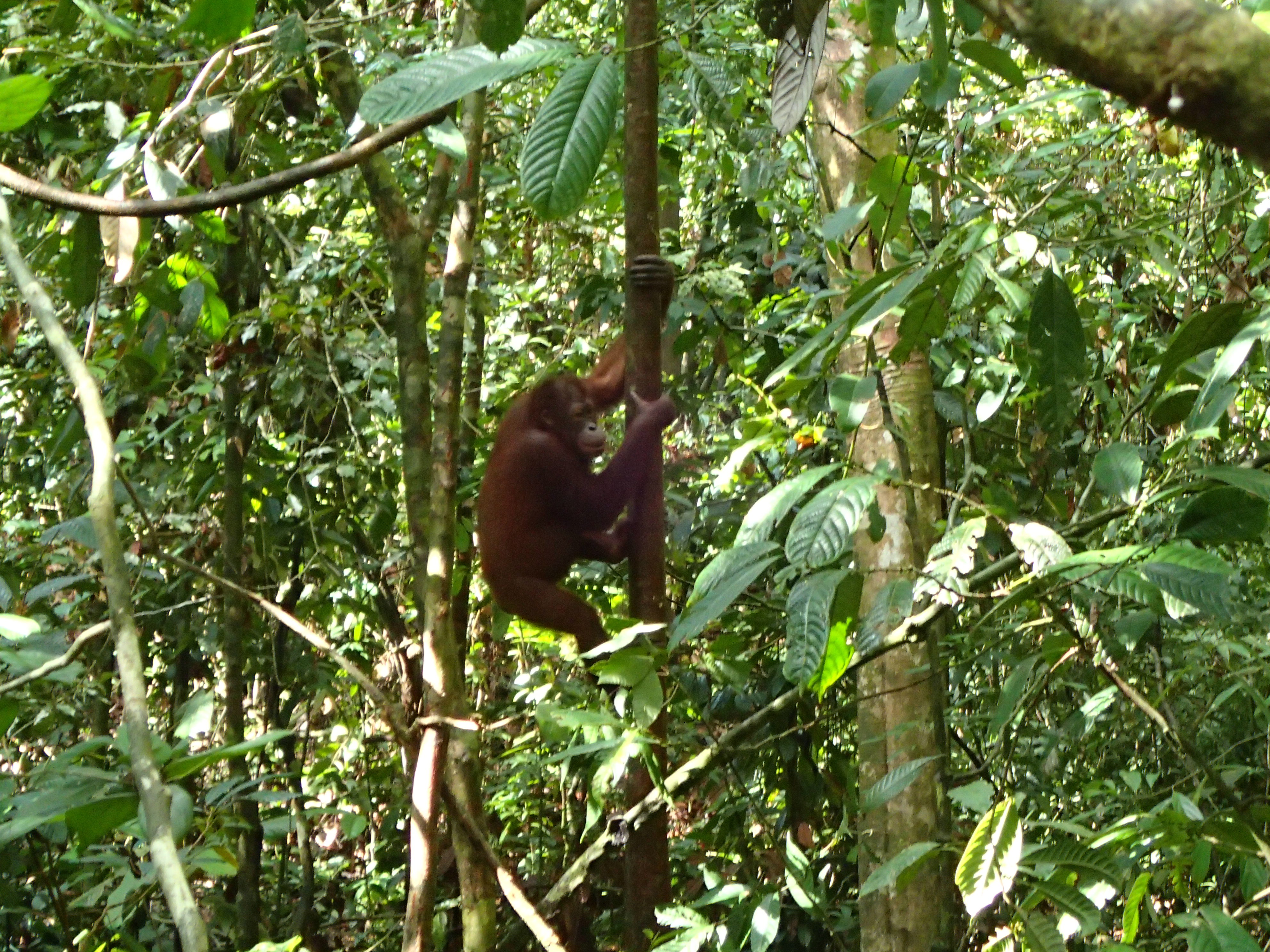 OLYMPUS DIGITAL CAMERA