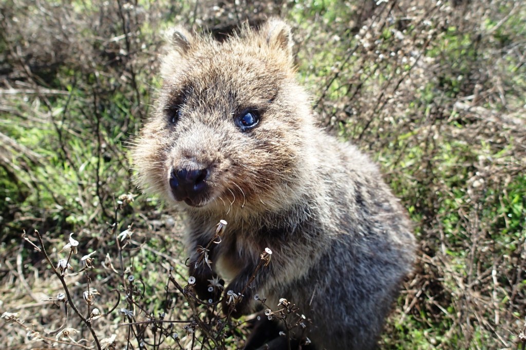 6PR Interview: Rottnest&nbsp;Island
