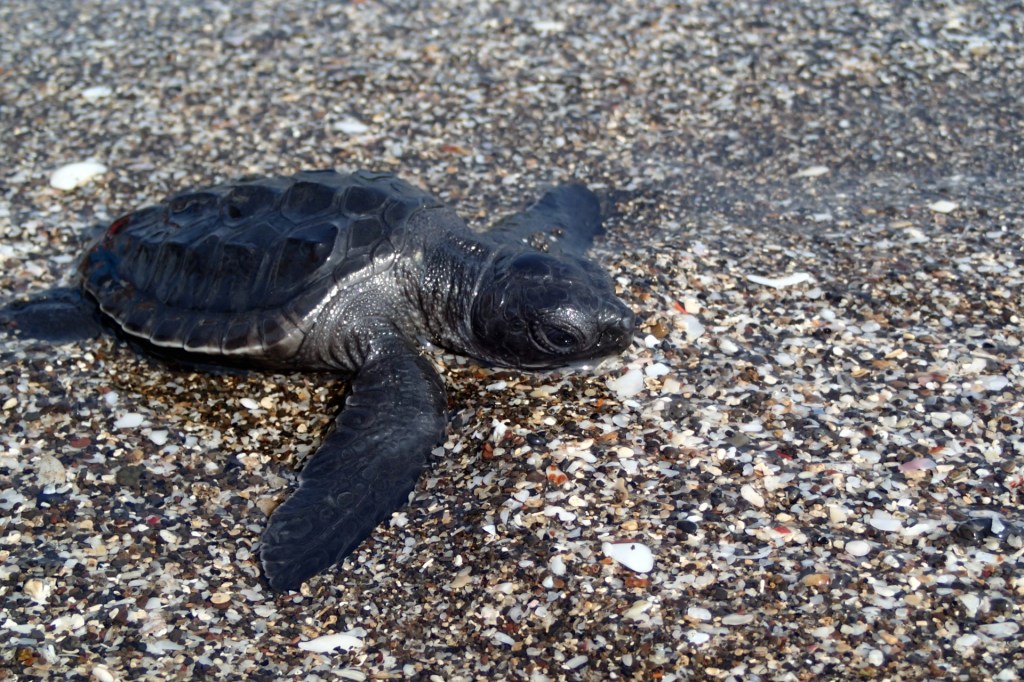 6PR Radio Interview: Turtle Release&nbsp;Programs