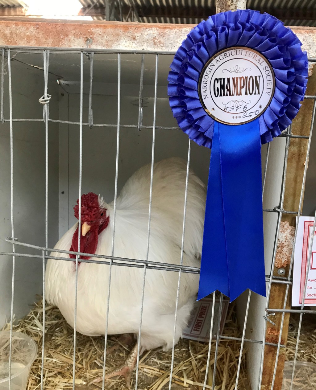 For ABC Perth Saturday Breakfast … don’t be bashful, don’t be shy, step on up and have a try!  Enjoy a showcation by getting to a regional&nbsp;show.