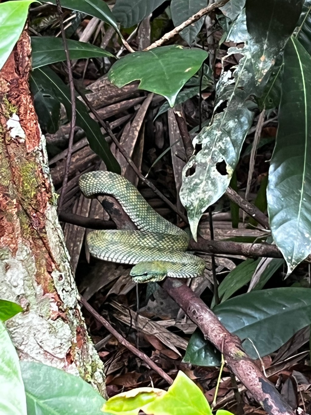 6PR Talking Travel: Sarawak from vipers to&nbsp;murals